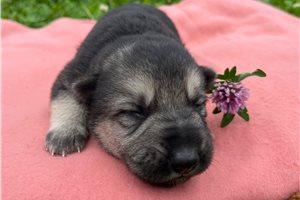 Heidi - German Shepherd for sale