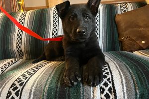 Marshall - German Shepherd for sale