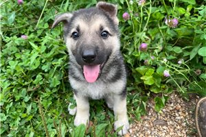 Hera - German Shepherd for sale