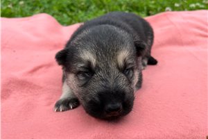 Hera - puppy for sale