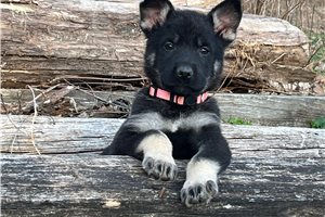 Giselle - German Shepherd for sale
