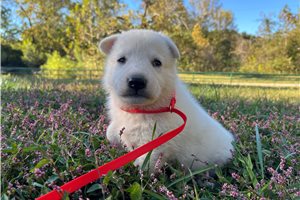 Sycamore - German Shepherd for sale