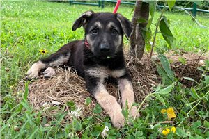Nema - German Shepherd for sale