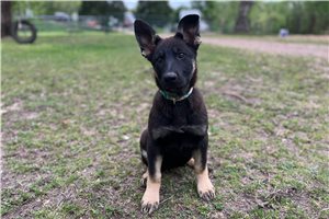 Breslin - German Shepherd for sale