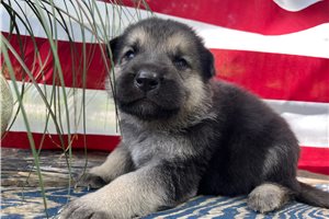 Hank - German Shepherd for sale