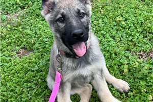 Bella - German Shepherd for sale