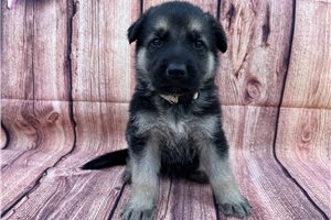 Holly - German Shepherd for sale