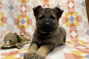 Genesis - German Shepherd for sale