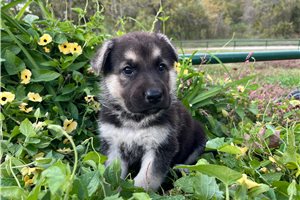 Rona - German Shepherd for sale