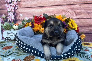 Rito - puppy for sale