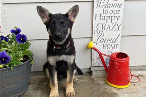 Galilea - German Shepherd for sale