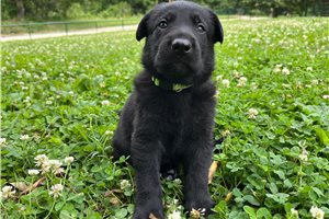 Ninja - German Shepherd for sale