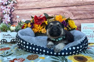 Romy - puppy for sale