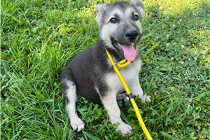 Heidi - German Shepherd for sale