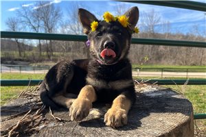 Galilea - German Shepherd for sale