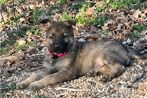 Genesis - German Shepherd for sale