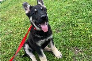 Byron - German Shepherd for sale