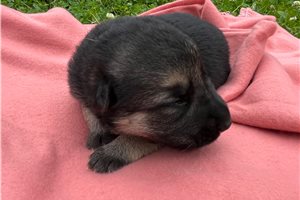Holly - German Shepherd for sale