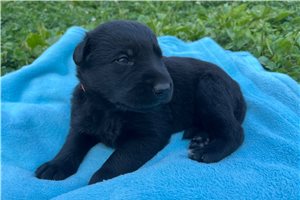 Nitro - puppy for sale