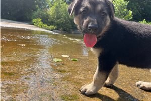 Nema - German Shepherd for sale
