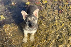 Bennett - German Shepherd for sale