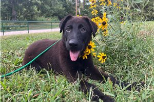 Ninja - puppy for sale