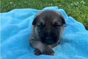Nixon - German Shepherd for sale
