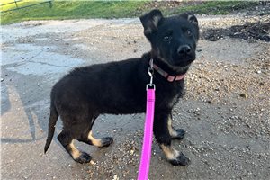 Gwendolyn - German Shepherd for sale
