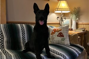 Madeline - German Shepherd for sale
