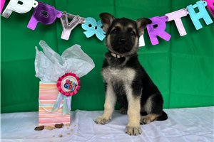 Holly - German Shepherd for sale