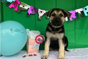 Hillary - German Shepherd for sale