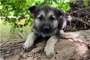 Hank - German Shepherd for sale