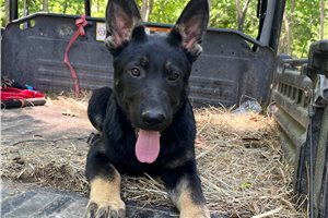 Glory - German Shepherd for sale