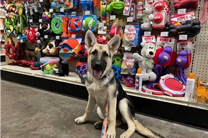 Holly - German Shepherd for sale
