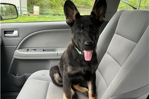 Glory - German Shepherd for sale