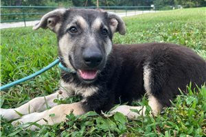 Nera - puppy for sale