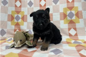 Galilea - puppy for sale