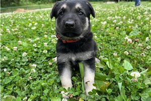 Nema - German Shepherd for sale