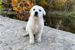 Roma - German Shepherd for sale