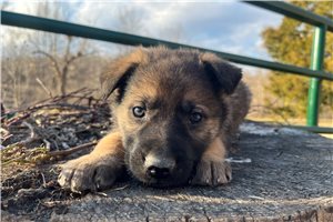 Bernard - German Shepherd for sale