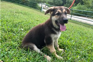 Nermal - puppy for sale