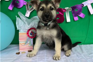 Heidi - German Shepherd for sale