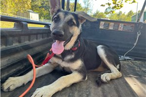 Nema - German Shepherd for sale