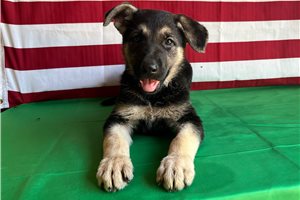 Nema - German Shepherd for sale