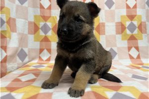 Griffin - German Shepherd for sale