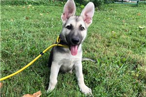 Heidi - German Shepherd for sale