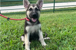 Holly - German Shepherd for sale