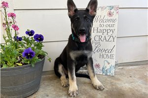 Grant - puppy for sale