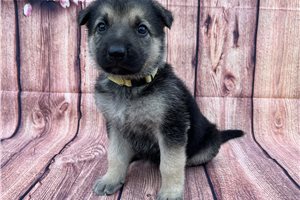Hera - German Shepherd for sale