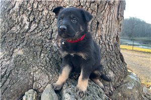 Brendan - puppy for sale